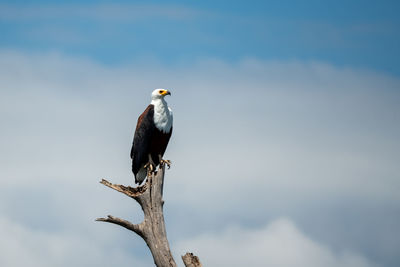 Low angle view of bird perching on tree against sky