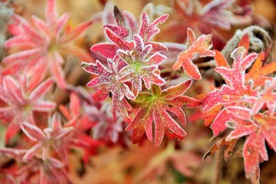 Close-up of red flowering plant