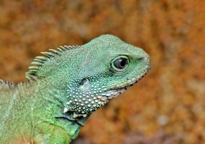 Close-up of lizard