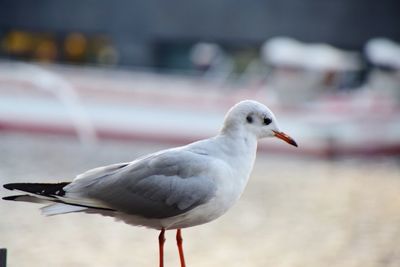 Close-up of seagull perching