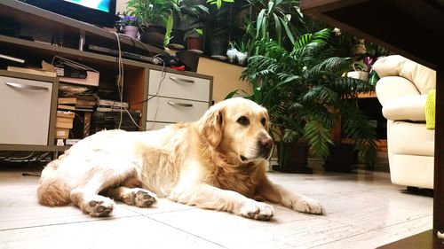 Dog resting on tiled floor