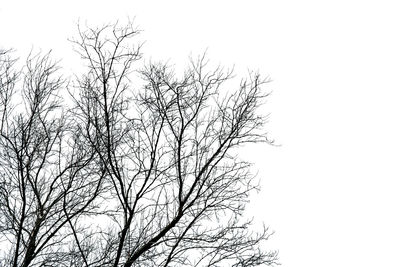 Low angle view of bare tree against clear sky