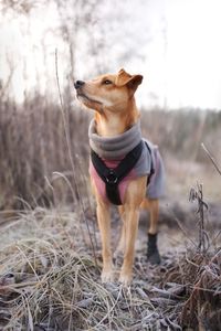 Dog looking away on field