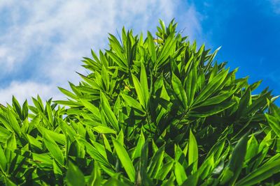 Low angle view of fresh green leaves on field against sky