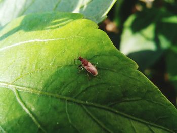 Close-up of insect on leaf