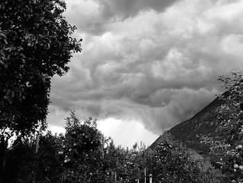 Low angle view of trees against storm clouds