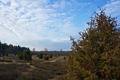 Trees on field against sky