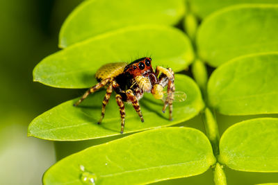 Close-up of spider on leaves