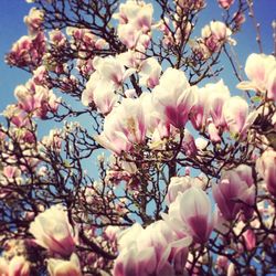 Low angle view of pink flowers blooming on tree