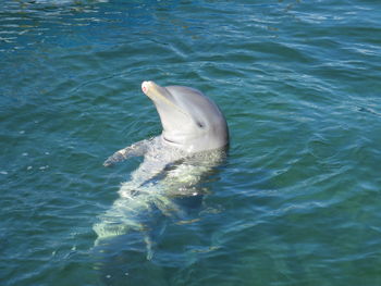 High angle view of dolphin in sea