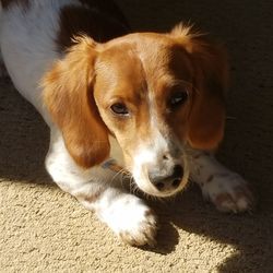 Close-up portrait of dog