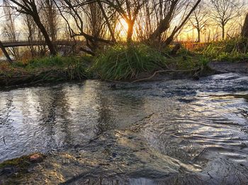 Scenic view of river in forest