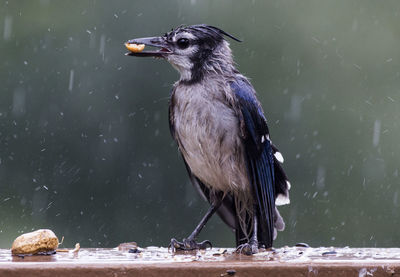Close-up of bird eating peanut