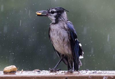 Bird perching on a lake