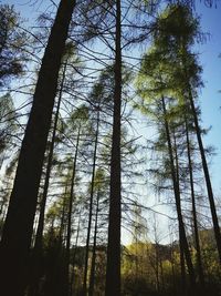 Low angle view of trees against sky