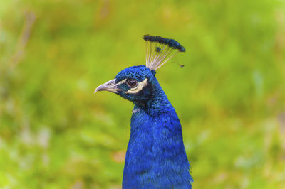 Close-up of a peacock