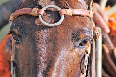 Close-up of a horse