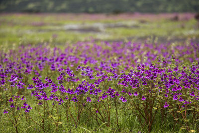 Close-up of purple flowers blooming in field