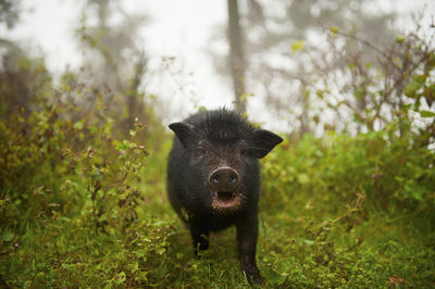 Close-up of pig on grass field