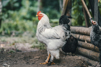 Chickens on compost field at permaculture farm