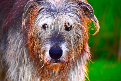 Close-up portrait of a dog