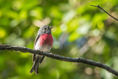 Close-up of a rose robin perching on branch