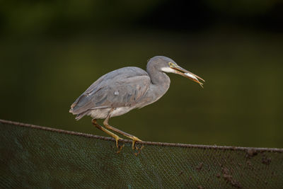 Close-up of bird perching on railing