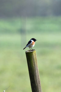 Close-up of bird perching on wooden post