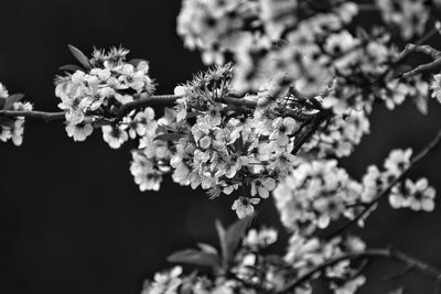 Close-up of cherry blossoms