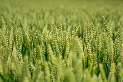 Close-up of stalks in field