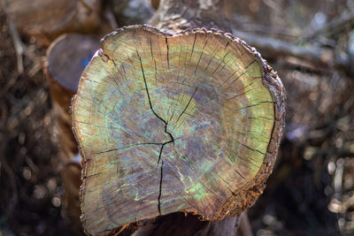 Close-up of tree stump