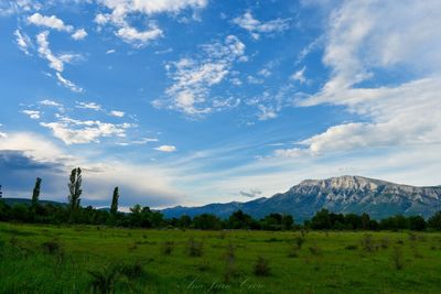 Scenic view of field against sky