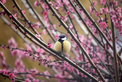 Bird perching on branch