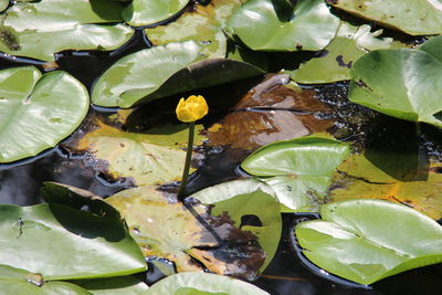 High angle view of water lily leaves floating on lake