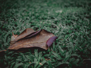 Close-up of dry maple leaf on land