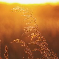 Close-up of plant growing on field against sky during sunset