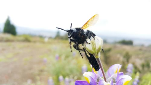 Close-up of insect pollinating on flower