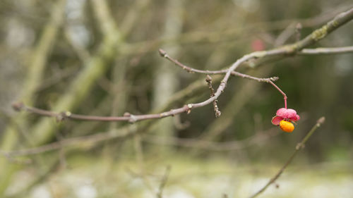 Close-up of flower on tree