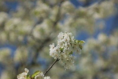 Close-up of white cherry blossom plant