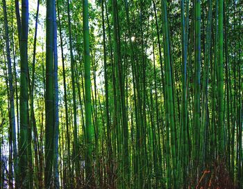 View of bamboo trees in forest