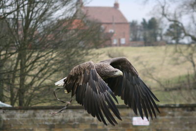 Close-up of eagle flying against trees