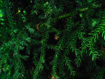 Full frame shot of pine tree