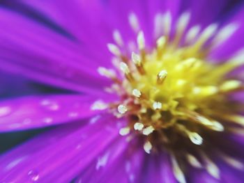 Macro shot of purple flower head