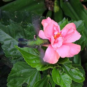 Close-up of pink flowers