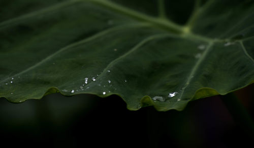 Close-up of water drops on leaves