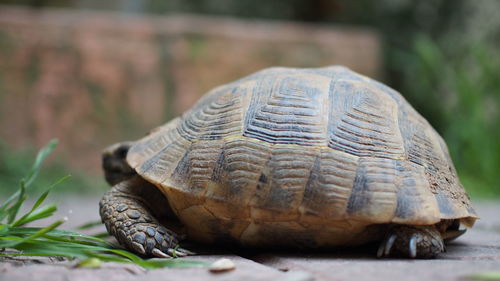 Close-up of a turtle