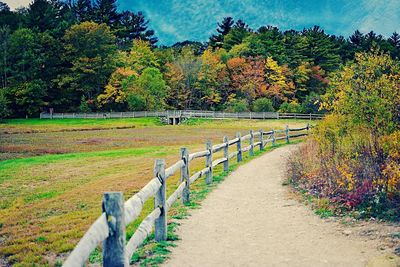 Trees in park against sky