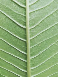 Full frame shot of leaf