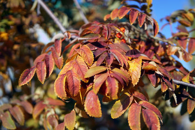 Close-up of autumnal leaves