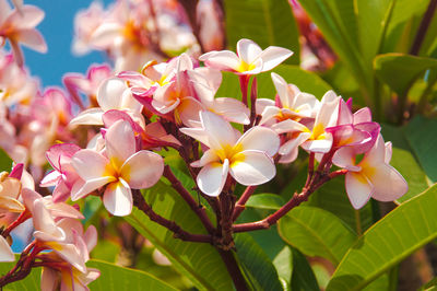 Close-up of pink flowering plants